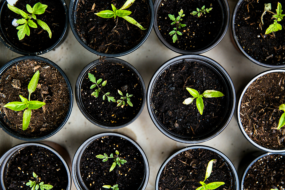 Green shoots in pots