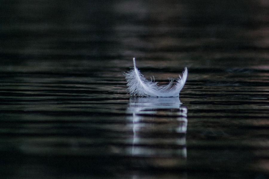 andraz-lazic-64sgR8HV_68-unsplash_feather