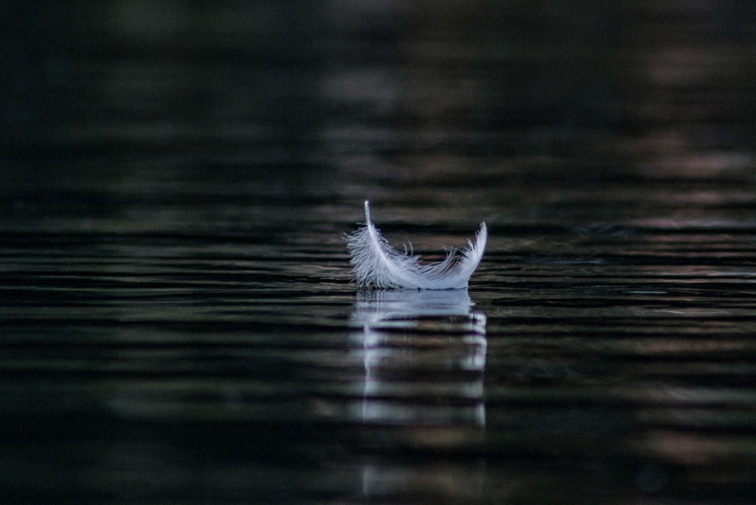 feather resting on the surface of water